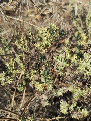 Thymus capitellatus