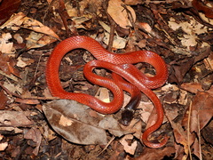Crowned False Boa photo 3