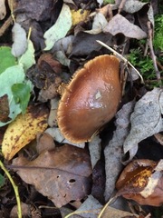 Tricholoma ustale