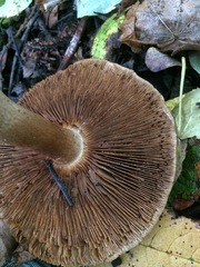 Tricholoma ustale