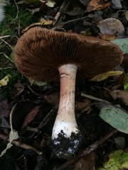 Tricholoma ustale