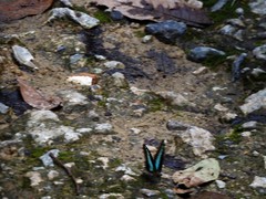 Graphium sarpedon luctatius