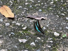 Graphium sarpedon luctatius