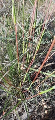 Cymbopogon marginatus
