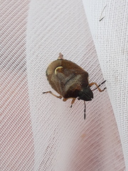 Rubiconia intermedia