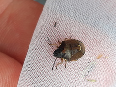 Rubiconia intermedia