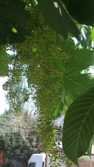 Vitis vinifera
