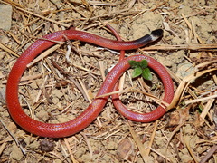 Crowned False Boa photo 4