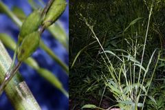 Kellochloa verrucosa