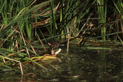 Porzana carolina