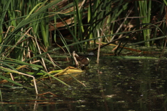 Porzana carolina