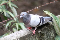 Columba livia domestica