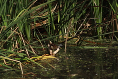 Porzana carolina