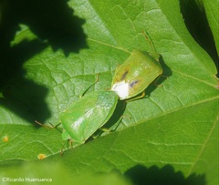 Nezara viridula
