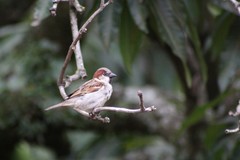 Passer domesticus