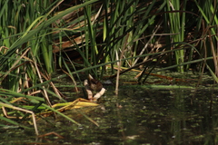 Porzana carolina