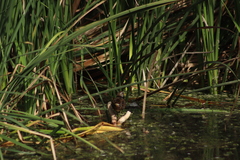 Porzana carolina