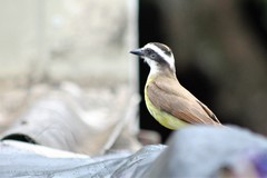 Pitangus sulphuratus