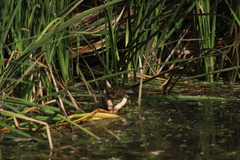 Porzana carolina