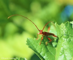 Chenoderus testaceus