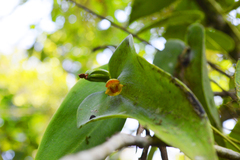 Pleurothallis cardiothallis