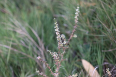 Salsola
