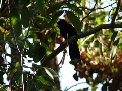 Amblycercus holosericeus