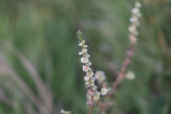 Salsola