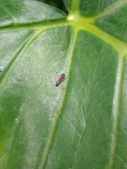 Cardioscarta flavifrons
