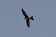 Aeronautes andecolus