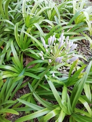 Agapanthus