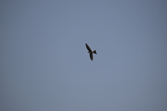 Aeronautes andecolus