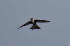 Aeronautes andecolus
