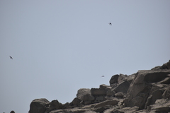 Aeronautes andecolus