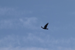 Corvus corax