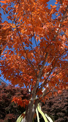 Acer palmatum