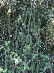 Equisetum hyemale