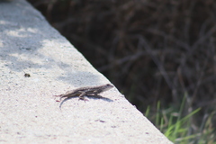 Sceloporus occidentalis