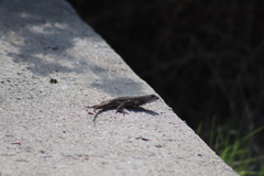 Sceloporus occidentalis