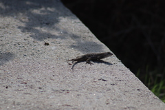 Sceloporus occidentalis
