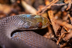 Crotaphopeltis tornieri