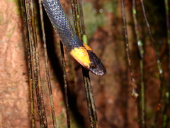 Oxyrhopus melanogenys