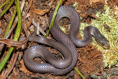 Crotaphopeltis tornieri