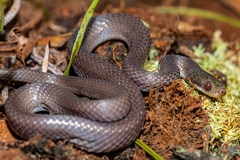 Crotaphopeltis tornieri