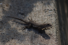 Sceloporus occidentalis