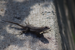 Sceloporus occidentalis