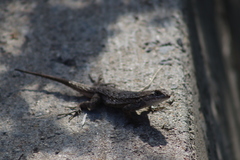 Sceloporus occidentalis