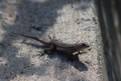 Sceloporus occidentalis