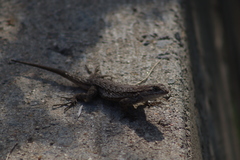 Sceloporus occidentalis