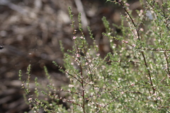 Salsola